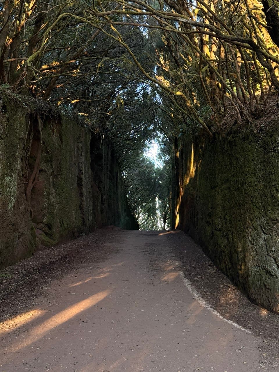 Ancient laurel forest in Anaga, Tenerife