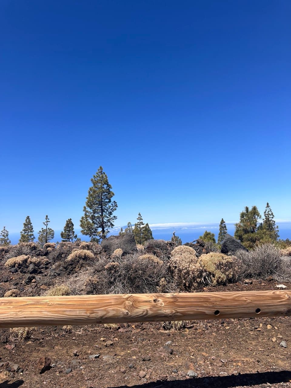 Volcanic pine forest, Tenerife